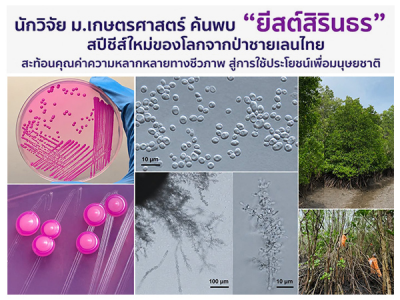 ค้นพบ “ยีสต์สิรินธร” สปีชีส์ใหม่ของโลกจากป่าชายเลนไทย