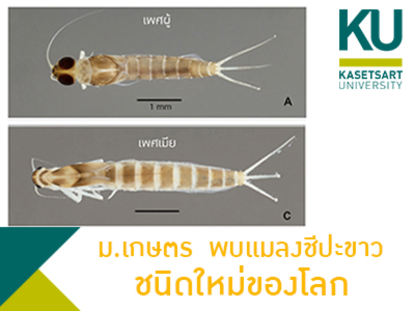 ม.เกษตร ฯ พบแมลงชีปะขาว “เข็ม” Procerobaetis totuspinosus ชนิดใหม่ของโลก