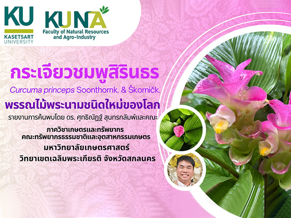 กระเจียวชมพูสิรินธร พืชชนิดใหม่ของโลก ค้นพบโดยนักวิจัยม.เกษตรฯ และคณะ