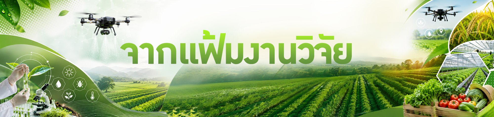 3 จากแฟ้มงานวิจัย มก.