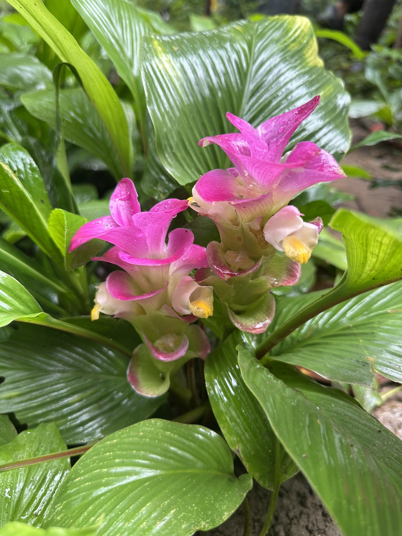 Kasetsart University - มหาวิทยาลัยเกษตรศาสตร์