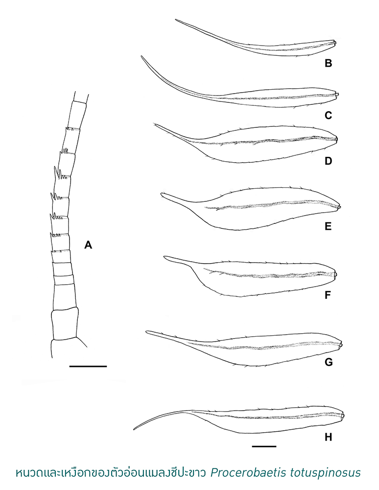 Kasetsart University - มหาวิทยาลัยเกษตรศาสตร์