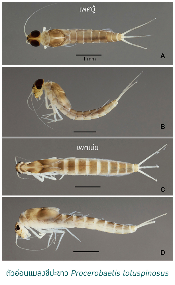 Kasetsart University - มหาวิทยาลัยเกษตรศาสตร์