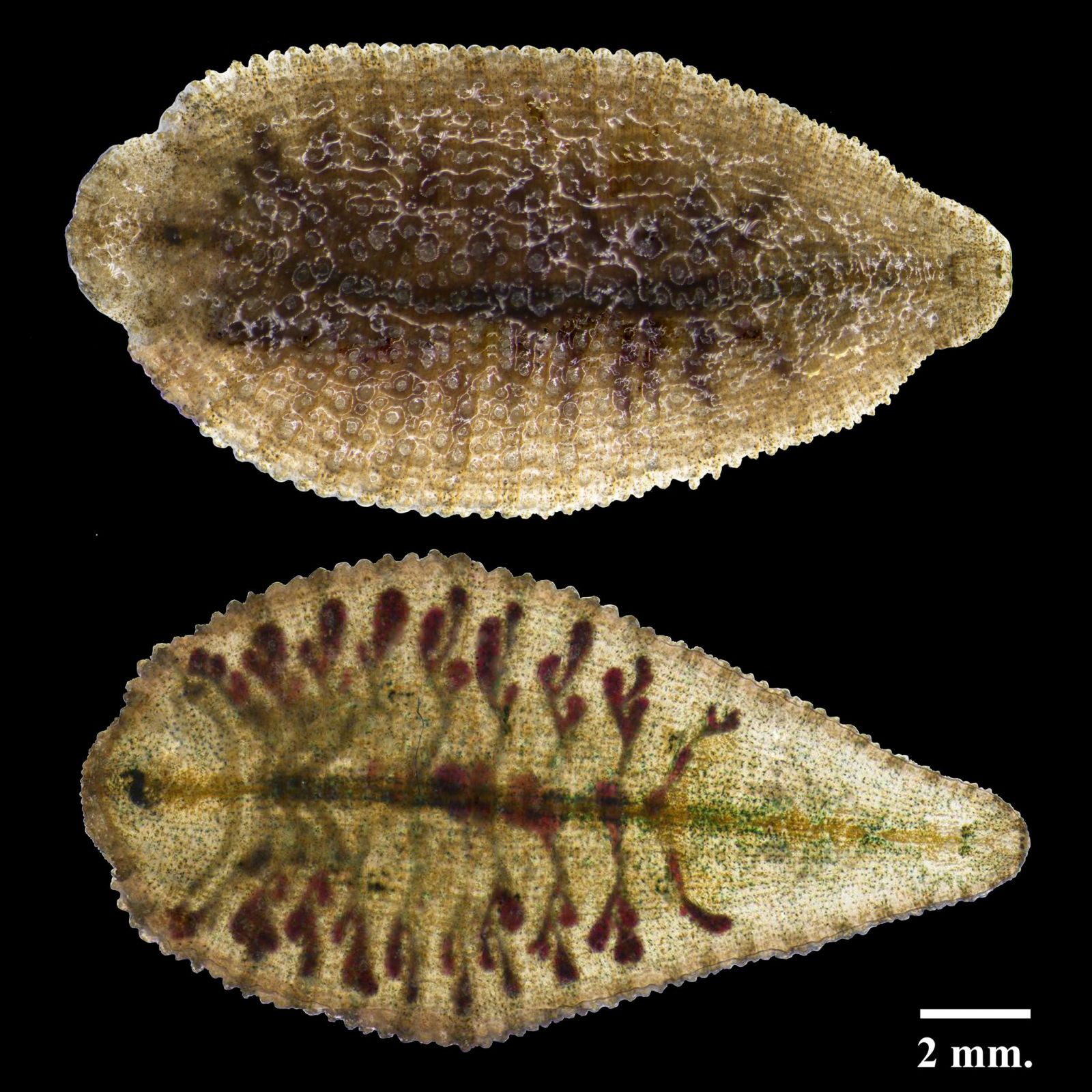 Kasetsart University - มหาวิทยาลัยเกษตรศาสตร์