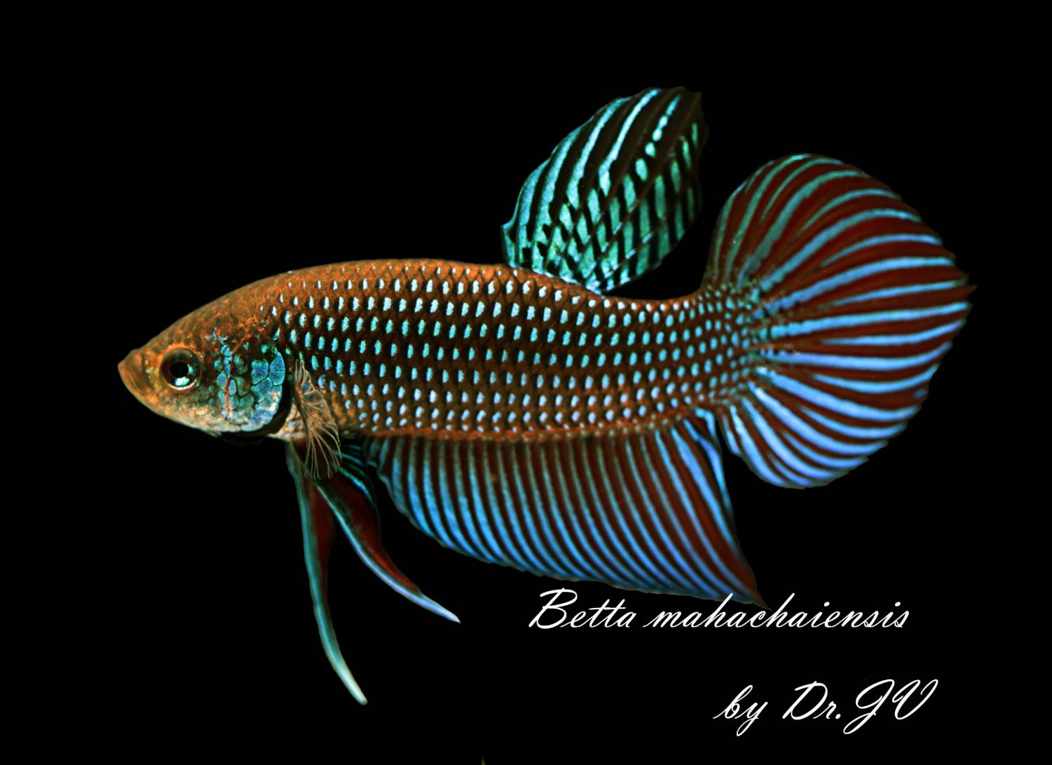 Kasetsart University - มหาวิทยาลัยเกษตรศาสตร์