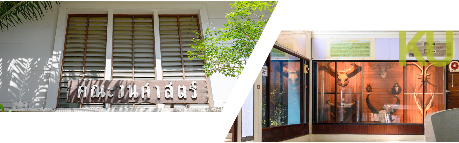 Kasetsart University - มหาวิทยาลัยเกษตรศาสตร์